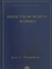 Birds from North Borneo
